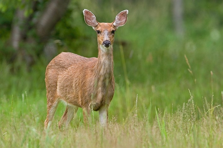 Schwarzwedelhirsch Odocoileus hemionus columbianus Black-tailed Deer